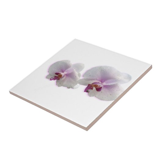 Orchid-Blume-Keramik Fliese (Seite)