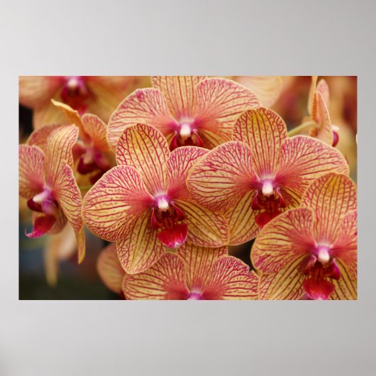 Orchid-Blume Poster (Vorne)
