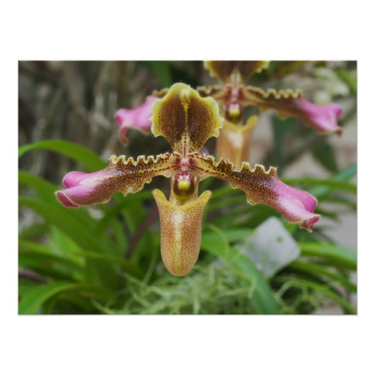 Orchid-Blume Poster (Vorderseite)