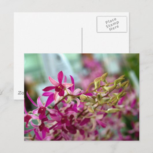 Orchid-Blume Postkarte (Vorne/Hinten)
