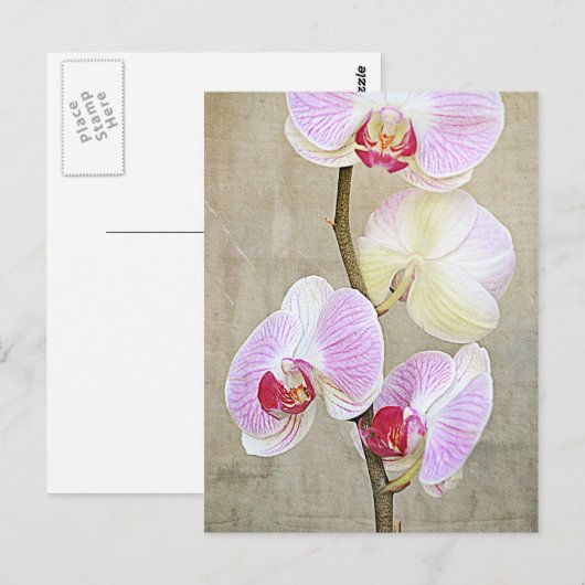 Orchid-Blume Postkarte (Vorne/Hinten)