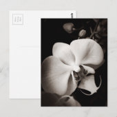 Orchid-Blume Postkarte (Vorne/Hinten)