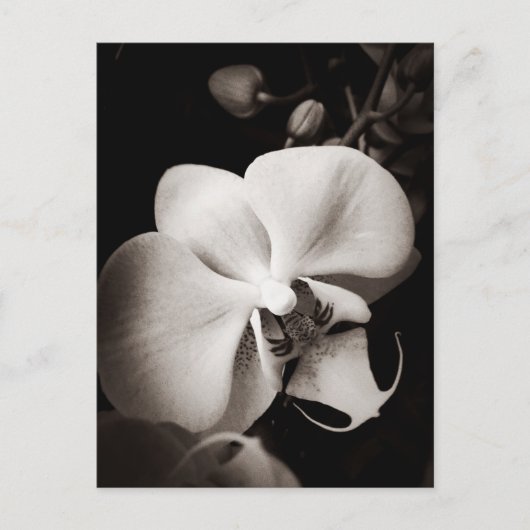 Orchid-Blume Postkarte (Vorderseite)