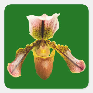 Orchid-Blume Quadratischer Aufkleber