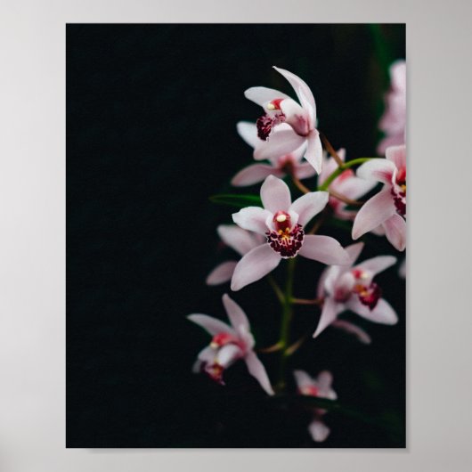 Orchid-Blume Schwarzer Hintergrund Poster (Vorne)