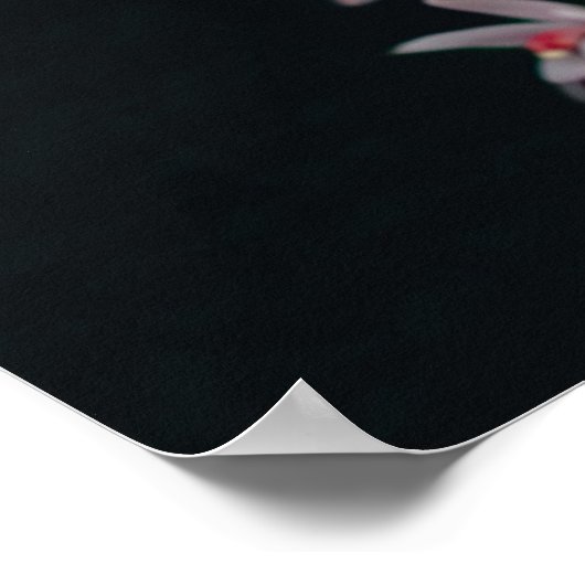 Orchid-Blume Schwarzer Hintergrund Poster (Ecke)