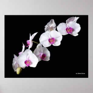 Orchid-Blume von Sinisa Botas Poster