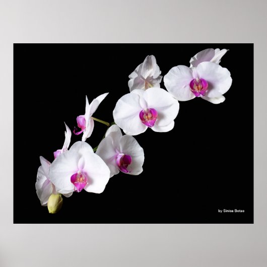 Orchid-Blume von Sinisa Botas Poster (Vorne)