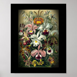 Orchid Botanic Print Poster