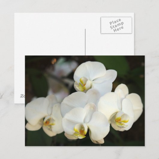 Orchid Bunch Postkarte (Vorne/Hinten)