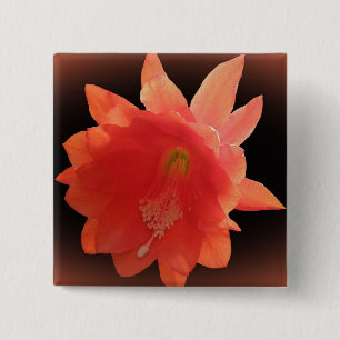 Orchid Cactus - Epiphyllum Ackermannii - Blossom Button