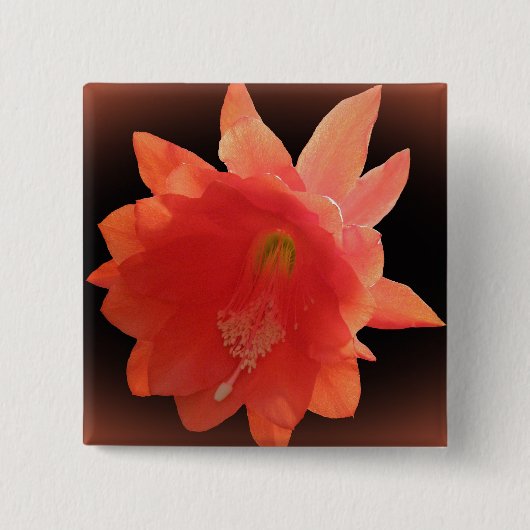 Orchid Cactus - Epiphyllum Ackermannii - Blossom Button (Vorderseite)