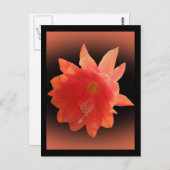 Orchid Cactus - Epiphyllum Ackermannii - Blossom Postkarte (Vorne/Hinten)