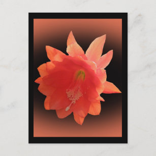 Orchid Cactus - Epiphyllum Ackermannii - Blossom Postkarte