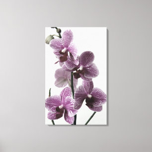Orchid Canvas Print Leinwanddruck