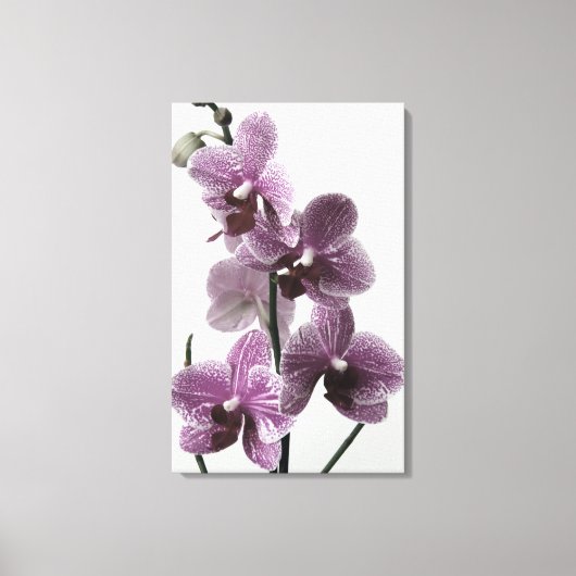 Orchid Canvas Print Leinwanddruck (Vorderseite)