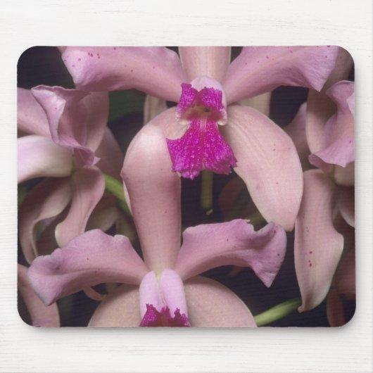 Orchid (Cattleya amethystoglossa), Ost Mousepad (Vorne)