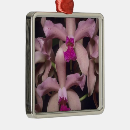 Orchid (Cattleya amethystoglossa), Ost Silbernes Ornament (Rechts)