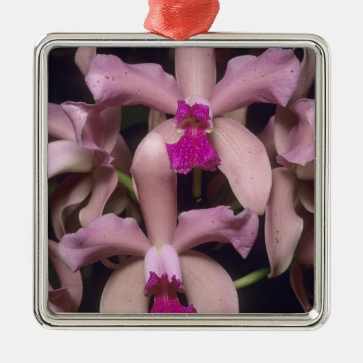 Orchid (Cattleya amethystoglossa), Ost Silbernes Ornament (Vorne)