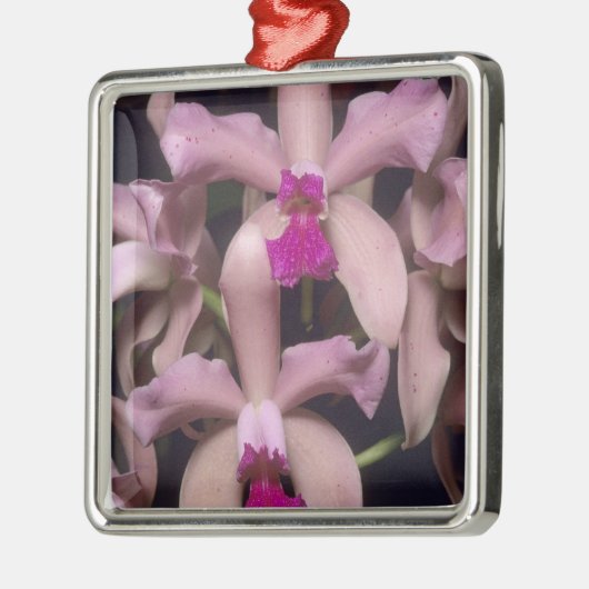 Orchid (Cattleya amethystoglossa), Ost Silbernes Ornament (Links)