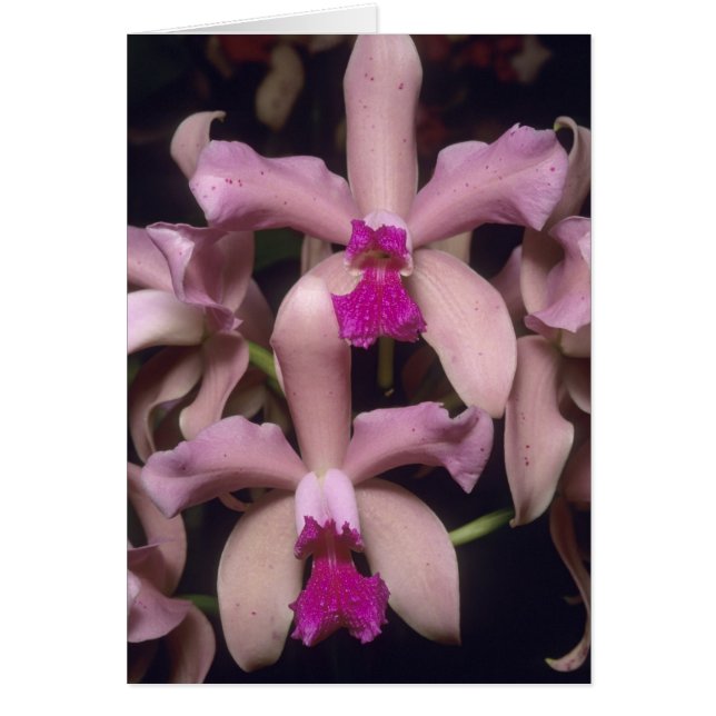 Orchid (Cattleya amethystoglossa), östlich (Vorne)
