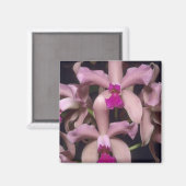 Orchid (Cattleya amethystoglossa), östlich Magnet (Vorderseite/Rückseite)