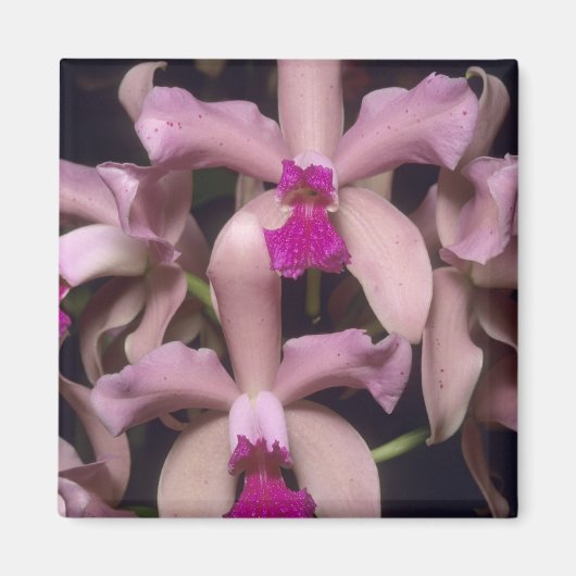 Orchid (Cattleya amethystoglossa), östlich Magnet (Vorne)