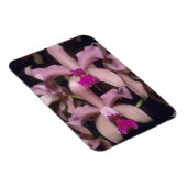 Orchid (Cattleya amethystoglossa), östlich Magnet (Rechte Seite)