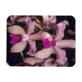 Orchid (Cattleya amethystoglossa), östlich Magnet (Horizontal)