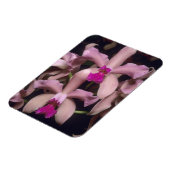 Orchid (Cattleya amethystoglossa), östlich Magnet (Linke Seite)