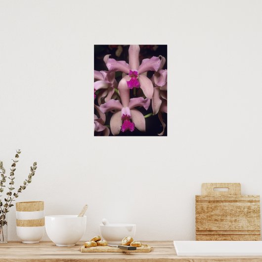 Orchid (Cattleya amethystoglossa), östlich Poster (Küche)