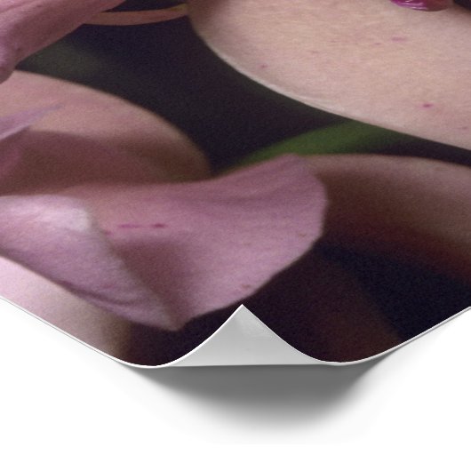 Orchid (Cattleya amethystoglossa), östlich Poster (Ecke)