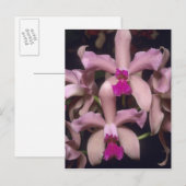 Orchid (Cattleya amethystoglossa), östlich Postkarte (Vorne/Hinten)