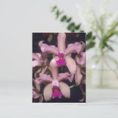 Orchid (Cattleya amethystoglossa), östlich Postkarte (Stehend Vorderseite)