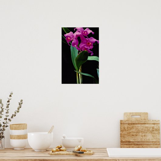Orchid cattleya (Hailstorm Nilene) Poster (Küche)
