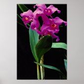 Orchid cattleya (Hailstorm Nilene) Poster (Vorne)