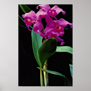Orchid cattleya (Hailstorm Nilene) Poster
