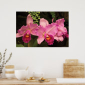 Orchid - Cattleya - Magenta Splendor Poster (Küche)