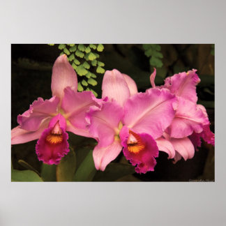 Orchid - Cattleya - Magenta Splendor Poster