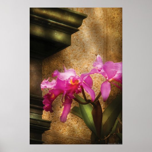Orchid - Cattleya Poster (Vorne)