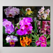 Orchid Collage