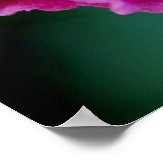 Orchid Colors Poster (Ecke)