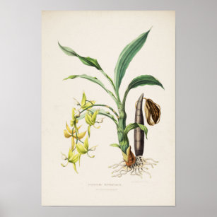 Orchid Cycnoches ventricosum Print by Bateman 1842 Poster
