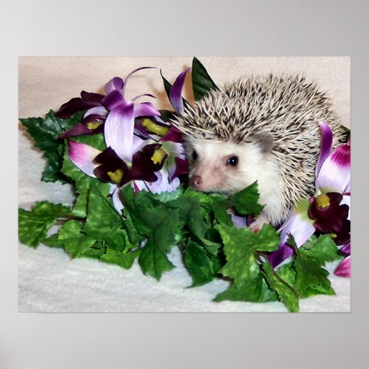 Orchid den Igel Poster (Vorne)