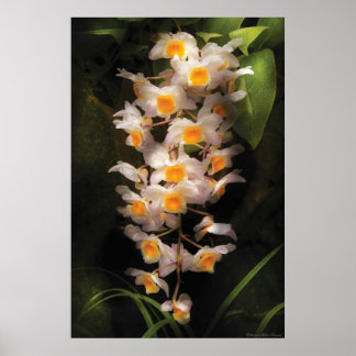 Orchid - Dendrobium Orchid Poster