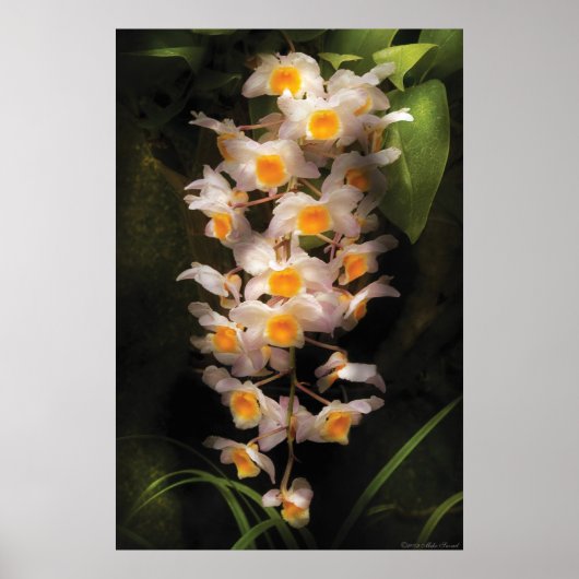 Orchid - Dendrobium Orchid Poster (Vorne)