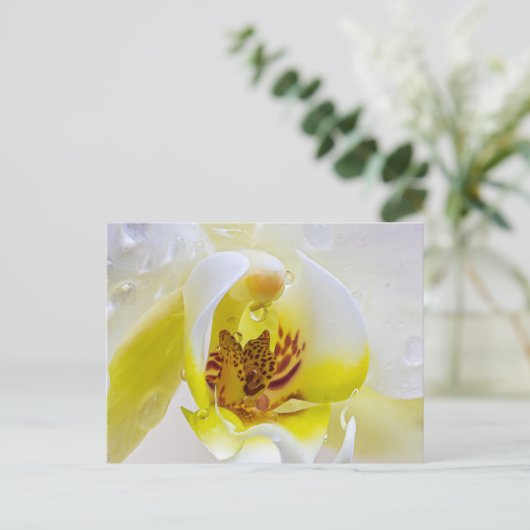 Orchid Dew Postkarte (Stehend Vorderseite)