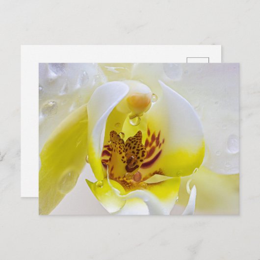 Orchid Dew Postkarte (Vorne/Hinten)