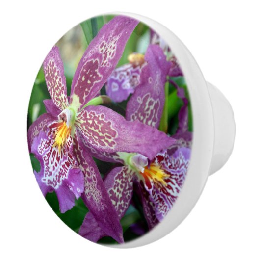 Orchid Drawing Pull Keramikknauf (Rechts)