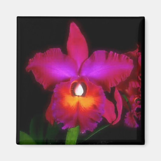 Orchid Dream Magnet (Vorne)